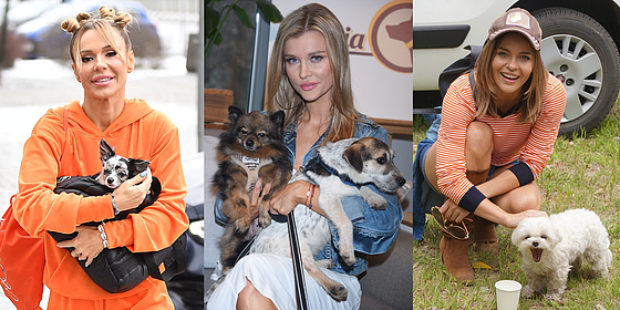 Gwiazdy w obronie zwierząt. Te znane osoby realnie zmieniają debatę w Polsce